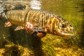 A brown trout is held under the water after being caught.